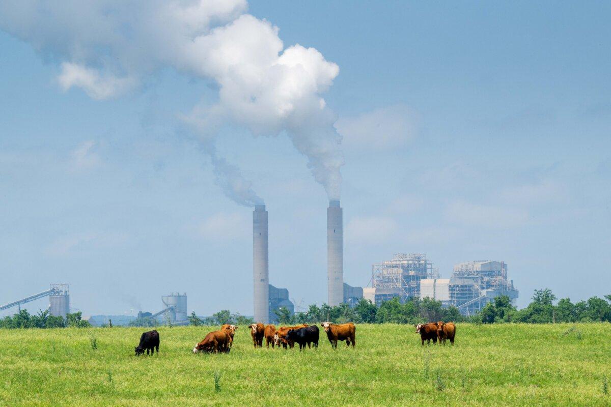 Cows graze in a field near the coal-fueled Oak Grove Power Plant in Robertson County, Texas, on April 29, 2024. (Brandon Bell/Getty Images)
