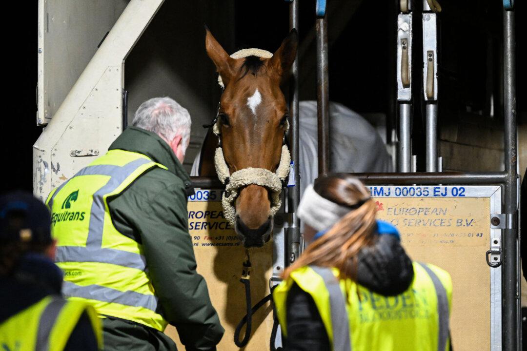 Ground staff checks on horses transported in crates on a cargo aircraft upon arriving at Liege airport in Grace-Hollogne on February 16, 2026. (Photo by JILL DELSAUX / Belga / AFP via Getty Images) / Belgium OUT