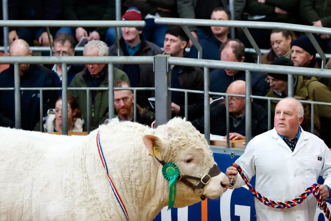 Day in Photos: Pedigree Bulls, Flooding in France, and Carnival in Brazil