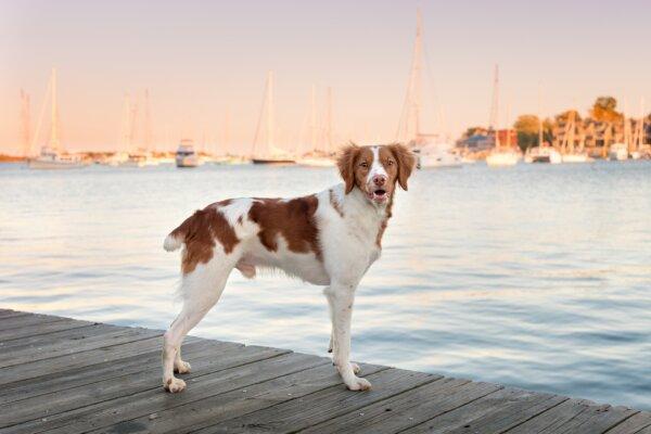 Tail Docking Causes Communication Challenges and Pain