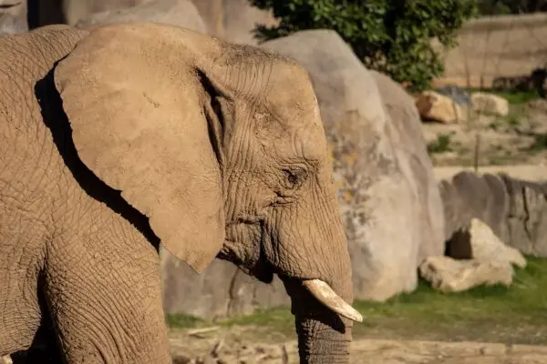 So Close You Can See Elephant Eyelashes? Welcome to San Diego’s Elephant Valley