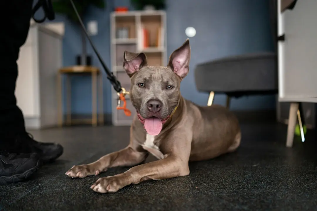 Federal Agencies Launch Coordinated Crackdown on Dogfighting Operations