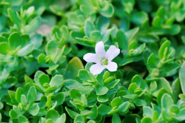 Bacopa: The 3,000-Year-Old Herb Sharpening Modern Minds