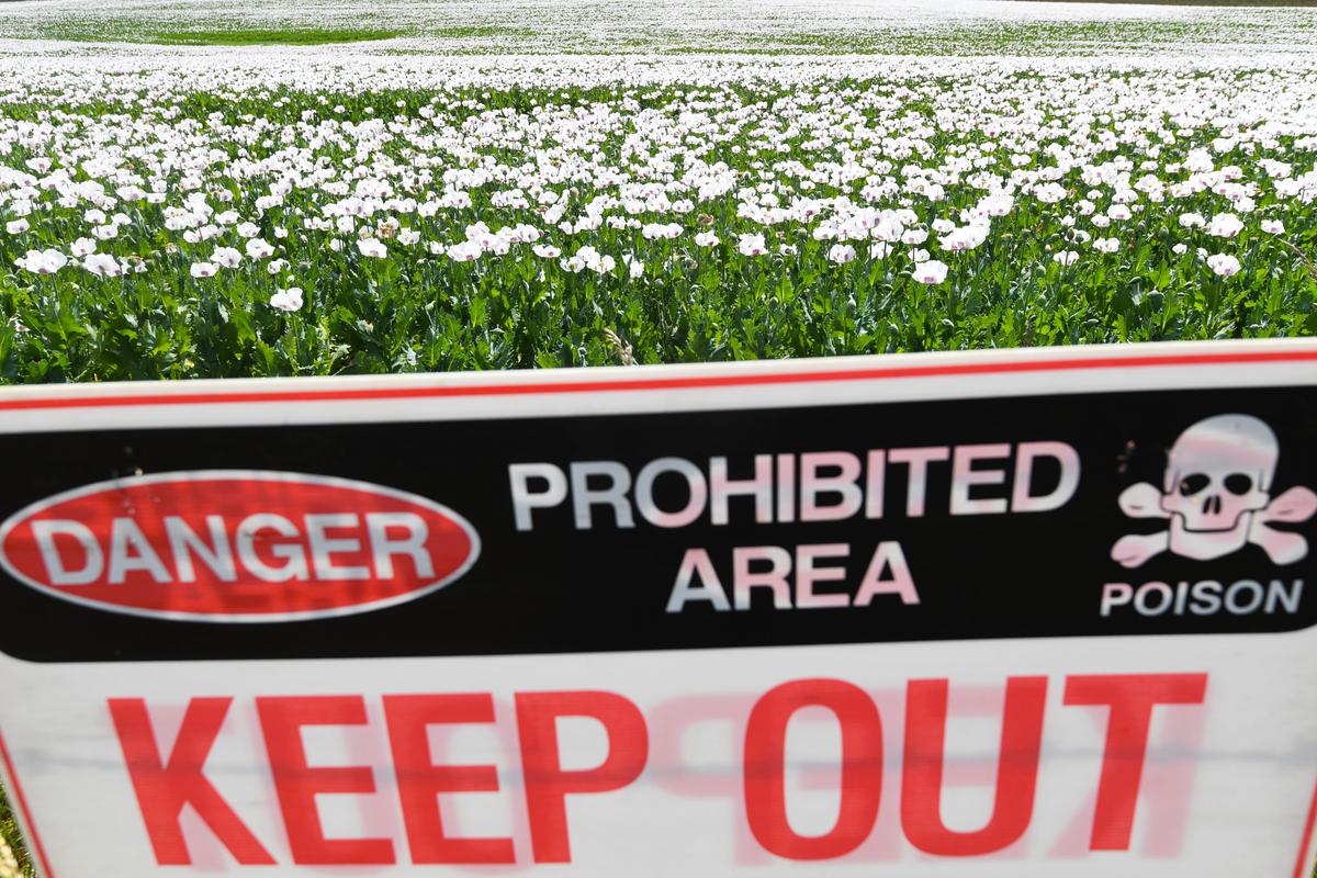 Health Alert After Thieves Steal ‘Toxic’ Poppy Plants