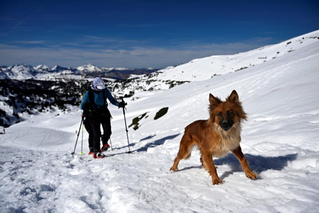 People walk wearing snowshoes with their dog in Larra-Belagua in the Pyrenees Mountains in the northern Spanish province of Navarre, on February 24, 2026. (Photo by ANDER GILLENEA / AFP via Getty Images)