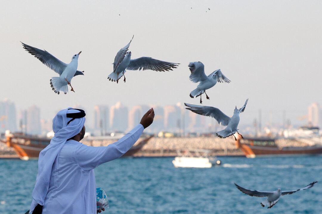 A man feeds seagulls on the promenade in Doha's Mina district on February 26, 2026. (Photo by Karim JAAFAR / AFP via Getty Images)