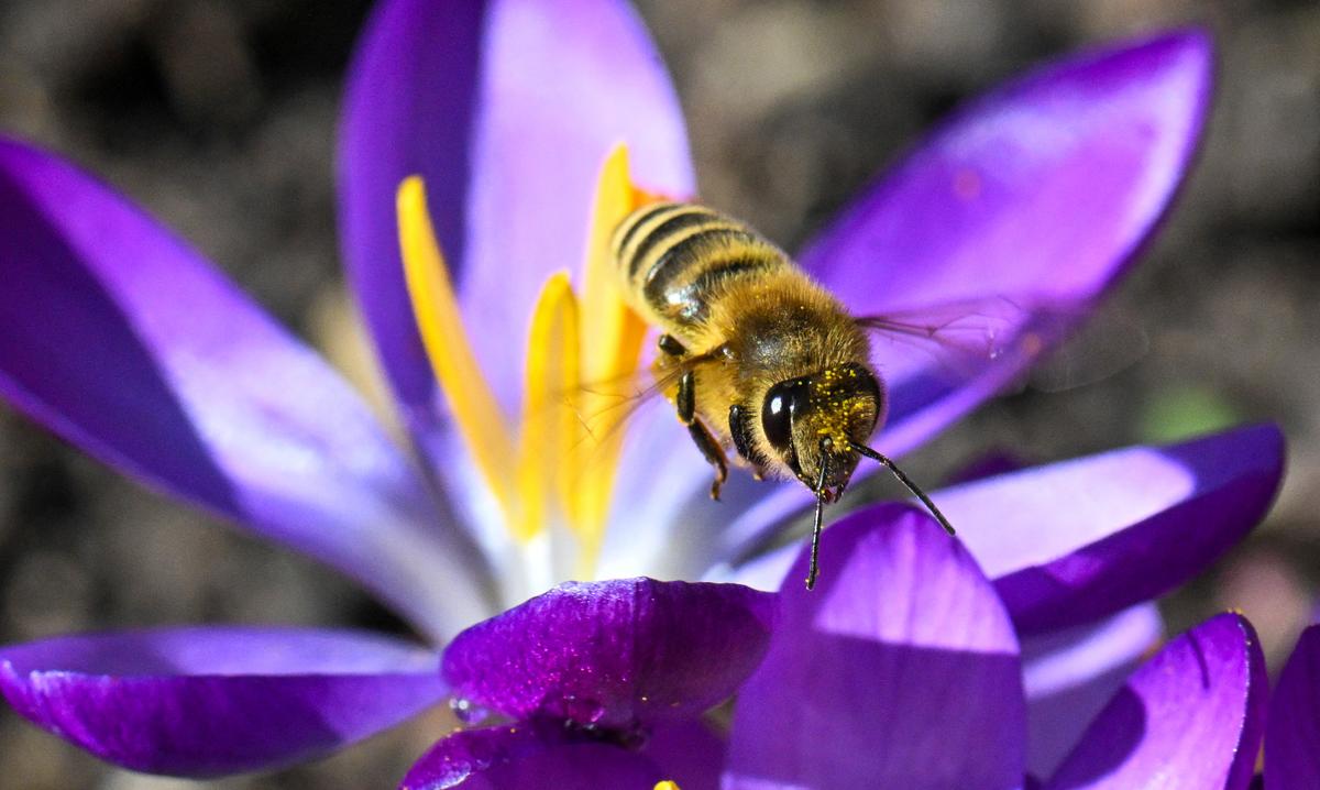 Who Owns the Pollen?