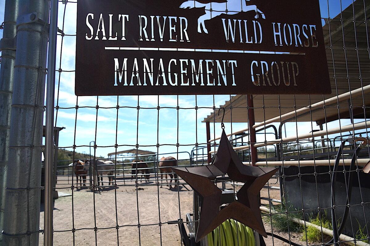 A small group of rescued wild horses in their enclosure at the Salt River Wild Horse Management Group sanctuary in Fort McDowell, Ariz., on Feb. 27, 2026. (Allan Stein/The Epoch Times)