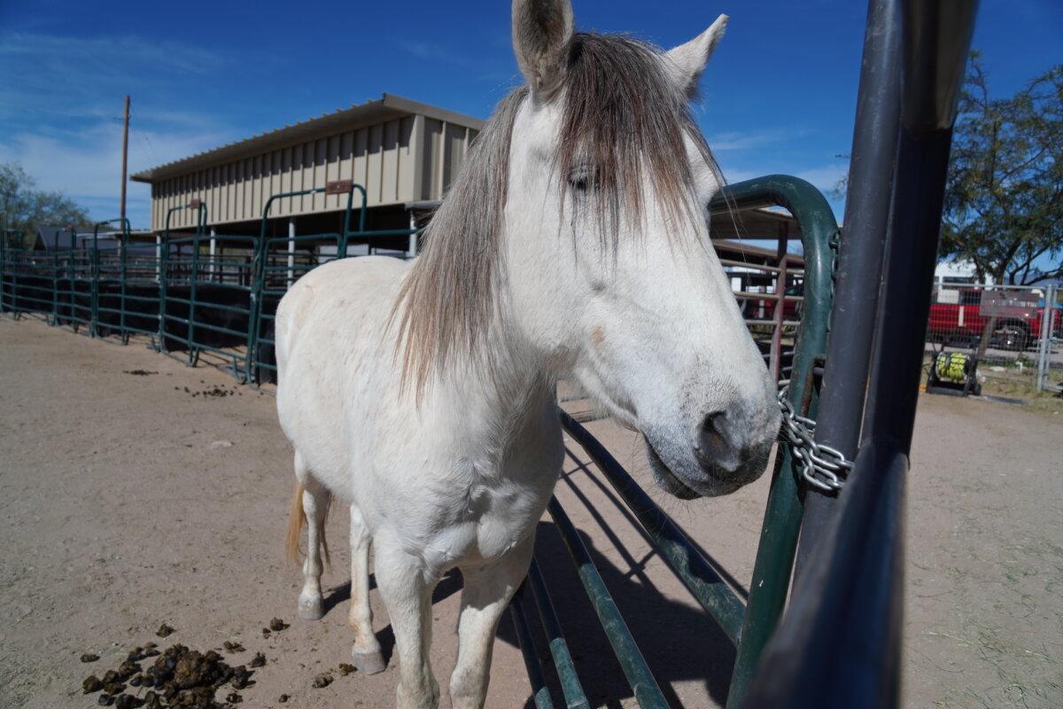 A wild horse rescue greets a visitor at the Salt River Wild Horse Management Group sanctuary in Fort McDowell, Ariz., on Feb. 27, 2026. (Allan Stein/The Epoch Times)