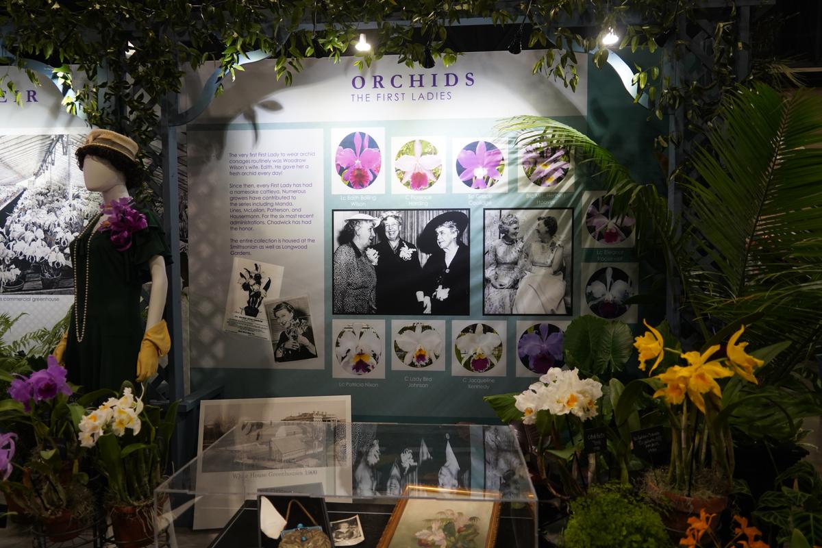 One of the highlights of the Philadelphia Flower Show in 2026 is "The First Ladies and the Orchids.” (William Huang/The Epoch Times)