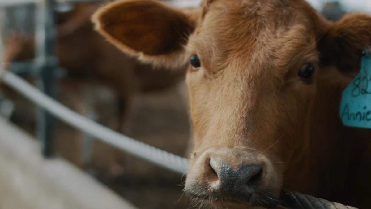 韋默飼養的安格斯與赫里福德雜交牛之一。(威利牧場提供)