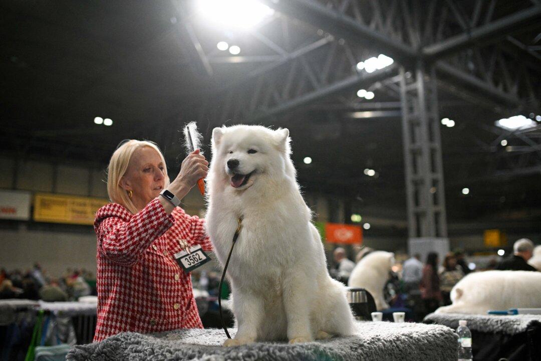 A handler grooms a Samoyed dog on the first day of the Crufts dog show at the National Exhibition Centre in Birmingham, central England, on March 5, 2026. (Photo by Oli SCARFF / AFP via Getty Images)