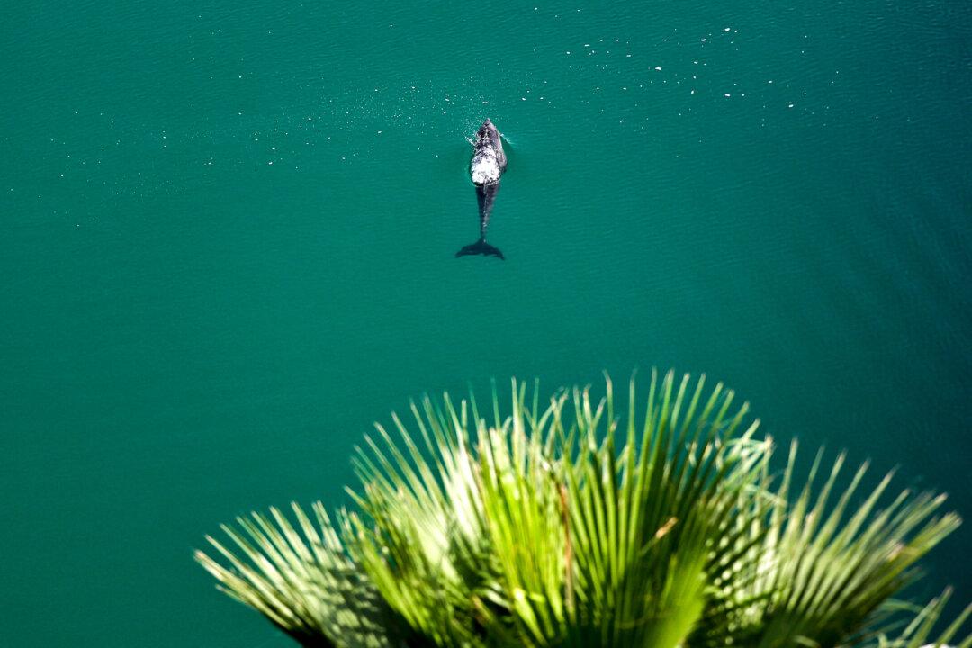 A Dolphin is pictured off coast Palm Jumeirah in Dubai on March 5, 2026. (Photo by FADEL SENNA / AFP via Getty Images)