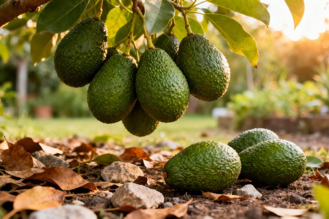 When Bureaucracy Tries to Govern Genetics