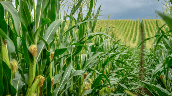 Food and agriculture is Ohio’s No. 1 industry. More than 200 crops and livestock are grown and raised in Ohio across 13 million acres. (Courtesy of Ohio Department of Agriculture)