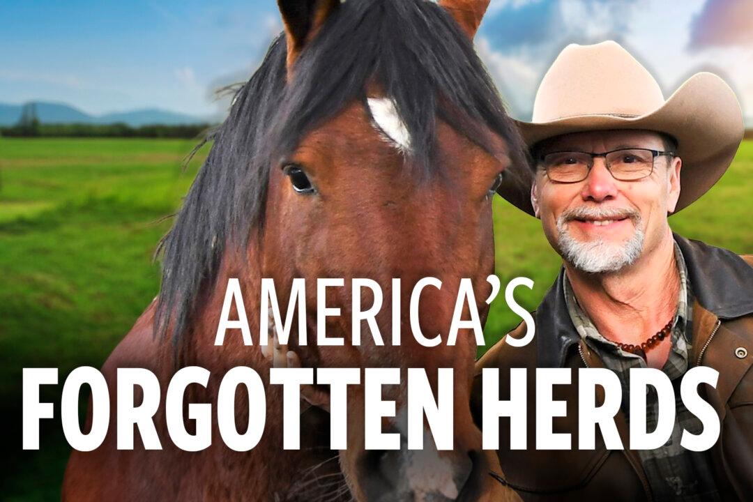 The Shocking Decline of America’s Wild Horses