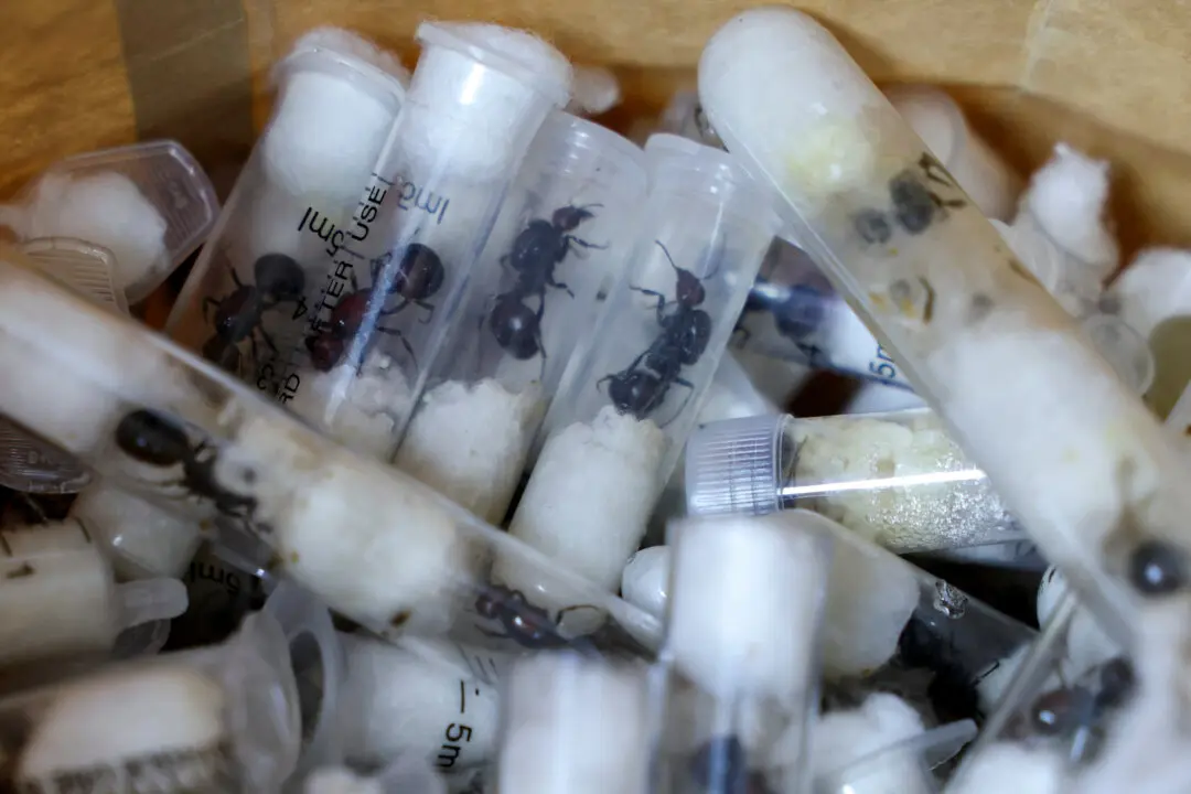 Kenya Arrests Chinese National for Attempting to Smuggle Over 2,000 Live Ants in Flight Luggage