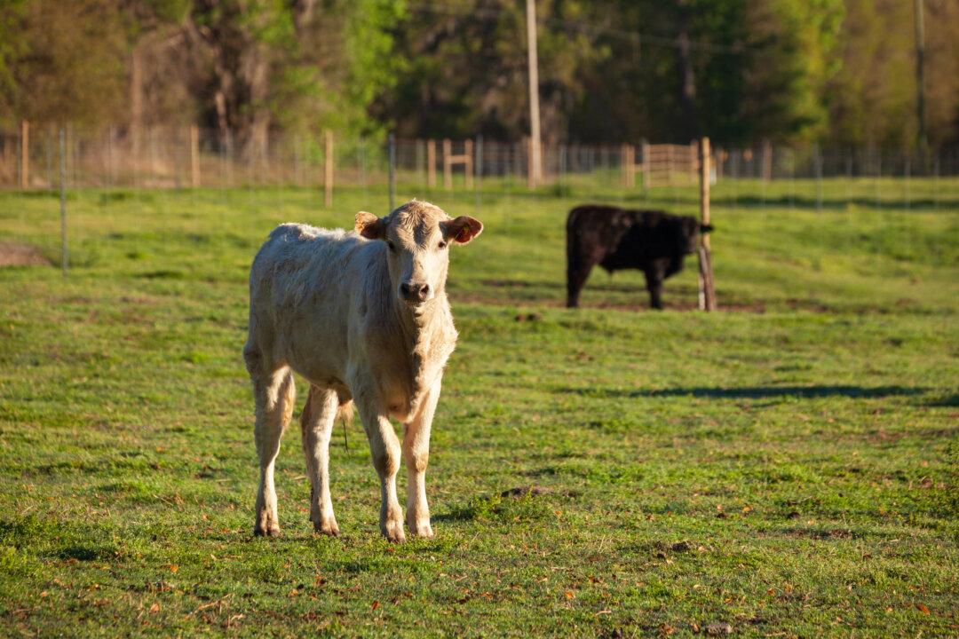 Exploring American Farms at the Natural Products Expo