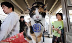 How to Meet Japan’s Stationmaster Cats
