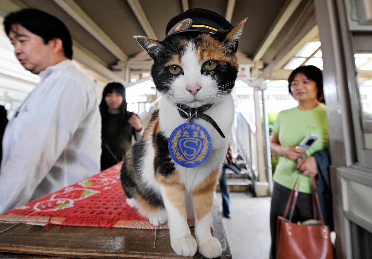 How to Meet Japan’s Stationmaster Cats