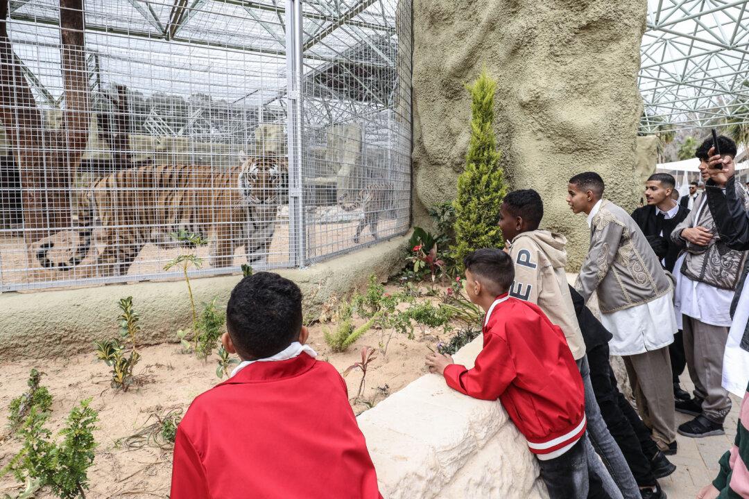 TOPSHOT - Visitors look at a tiger in its enclosure at the Tripoli zoo after its reopening on the first day of the Eid al-Fitr holiday following nearly 16 years of closure, on March 20, 2026. (Photo by Mahmud Turkia / AFP via Getty Images)