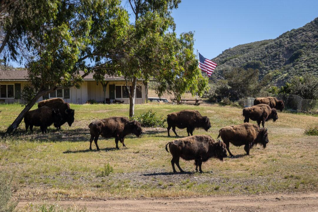 Bison roam the hills outside of Avalon, Calif., on March 18, 2026. (John Fredricks/The Epoch Times)