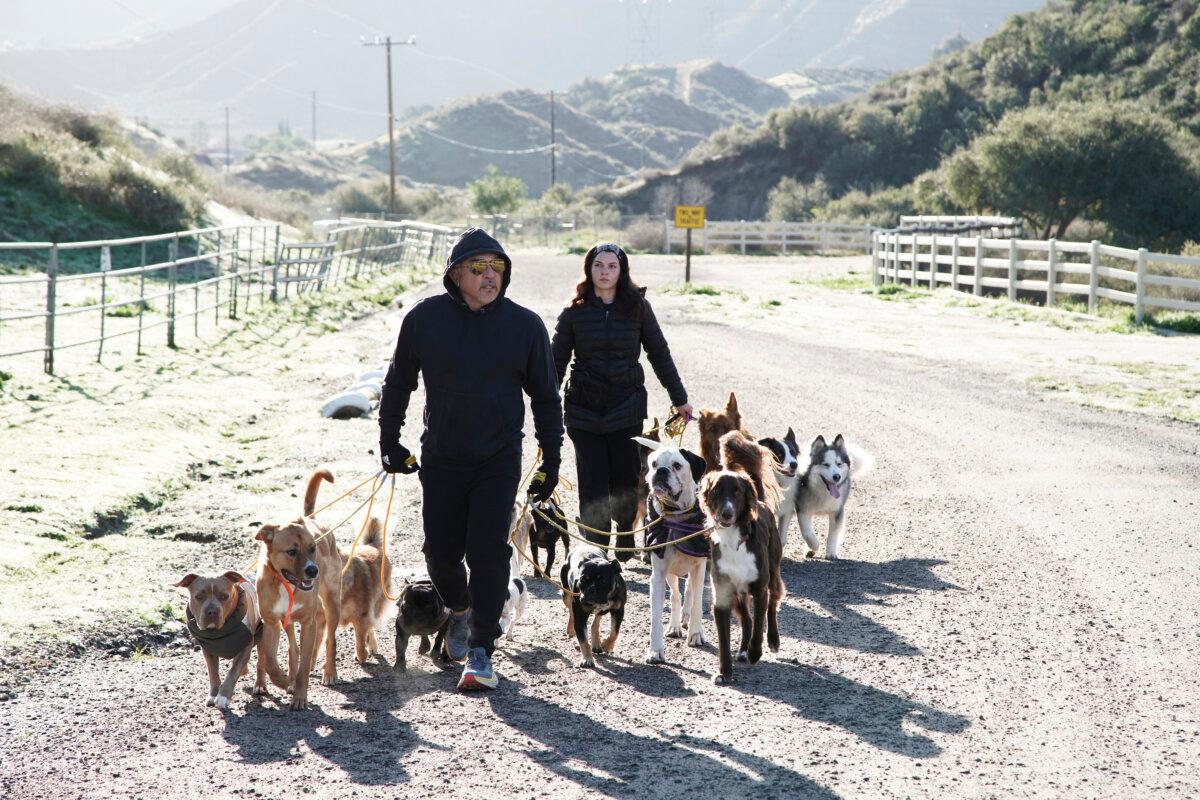 Cesar Millan and a Dog Psychology Center animal handler walk dogs. (National Geographic)