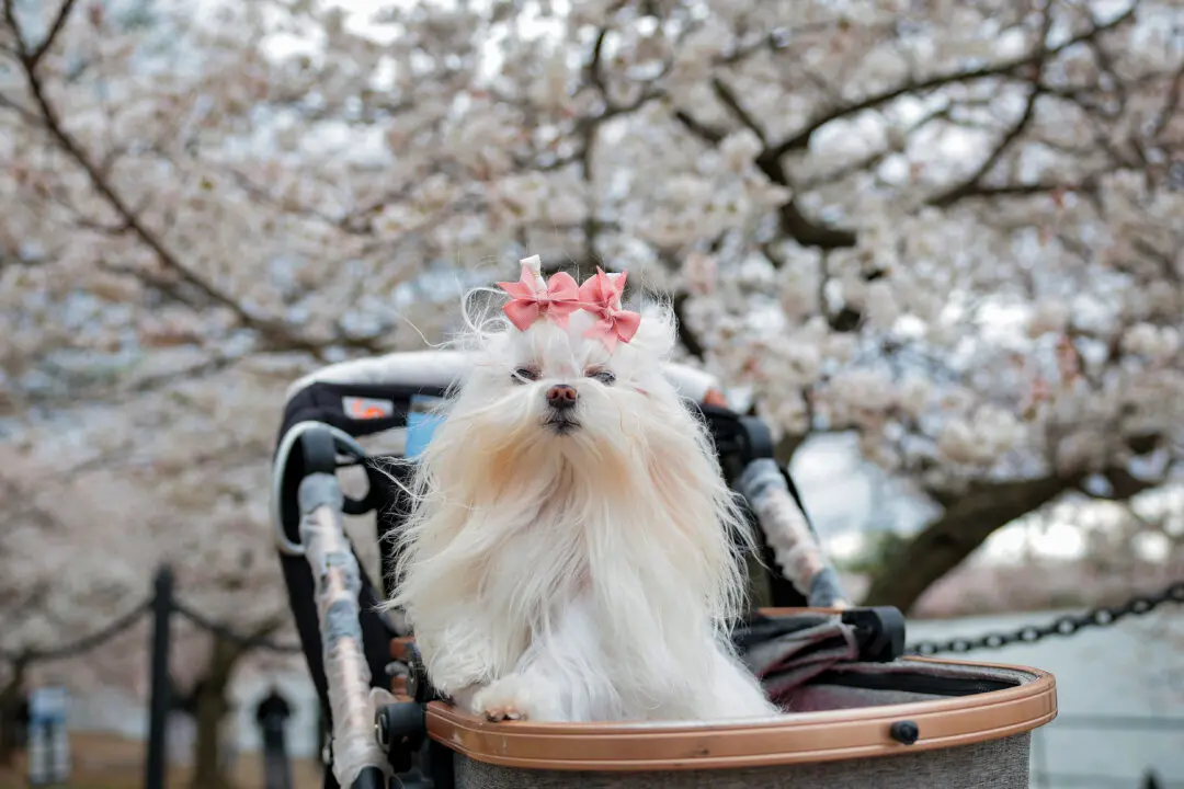 Are Pets Replacing Children?