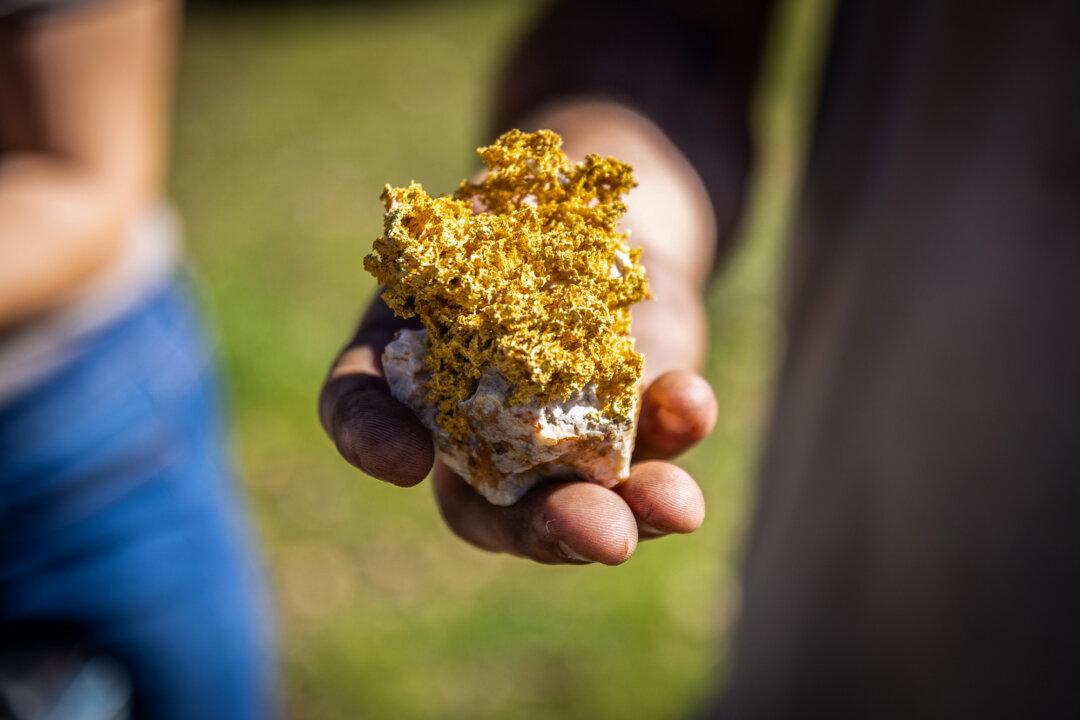 Miners display a gold nugget named “The Bonsai,” found outside Angels Camp, Calif., on Feb. 5, 2026. The nugget is estimated to be worth $35,000 to $45,000. (John Fredricks/The Epoch Times)