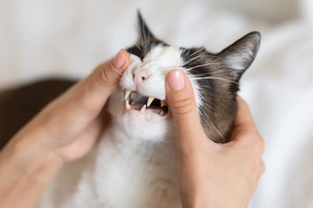 Painful Tooth Resorption Common in Cats