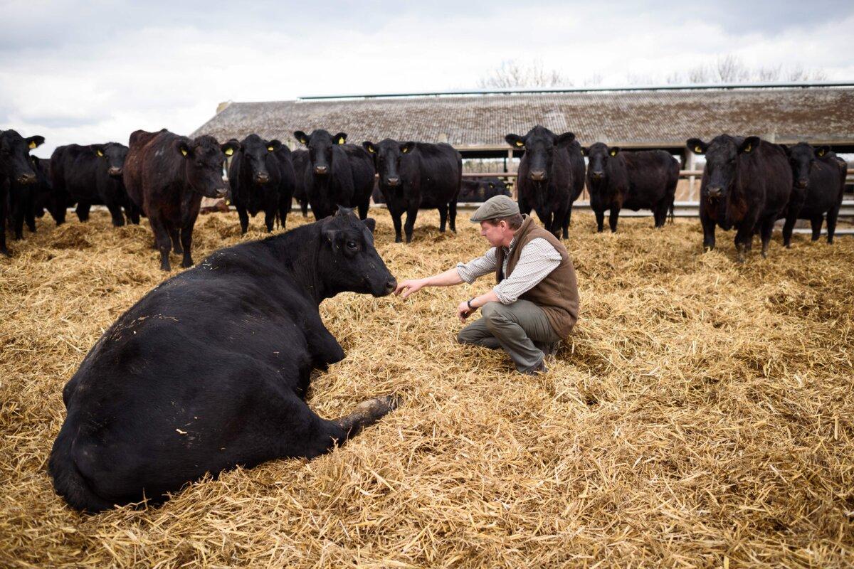 A farmer checks a cow at his farm in Thetford, Norfolk, south east England, on March 22, 2016.<br/>(Leon Neal/AFP via Getty Images)