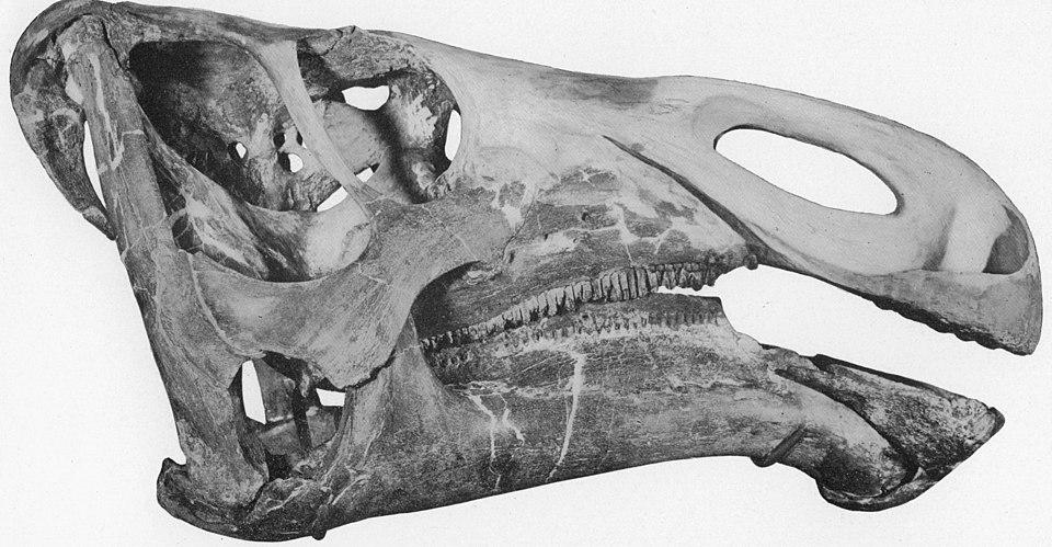 Barnum Brown's initial reconstruction of Kritosaurus. (Public Domain)