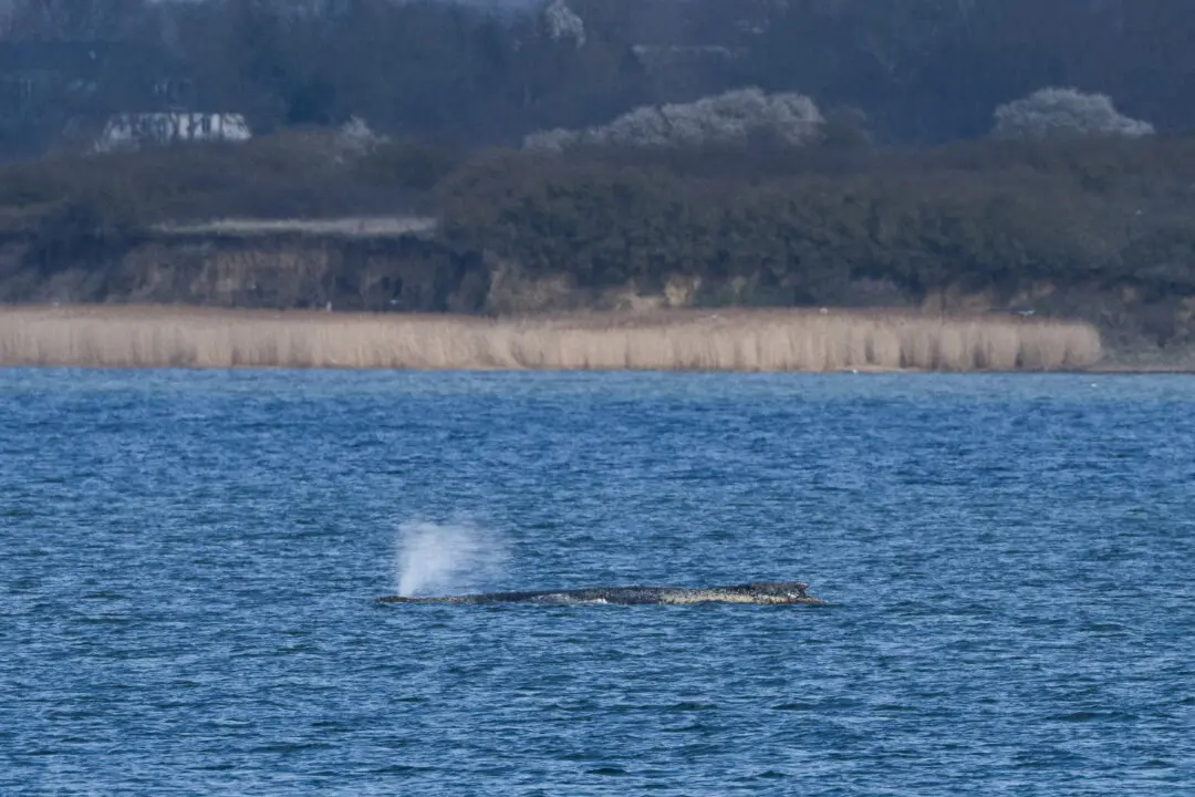Humpback Whale ‘Timmy’ Struggles to Escape Shallow Waters Off Germany