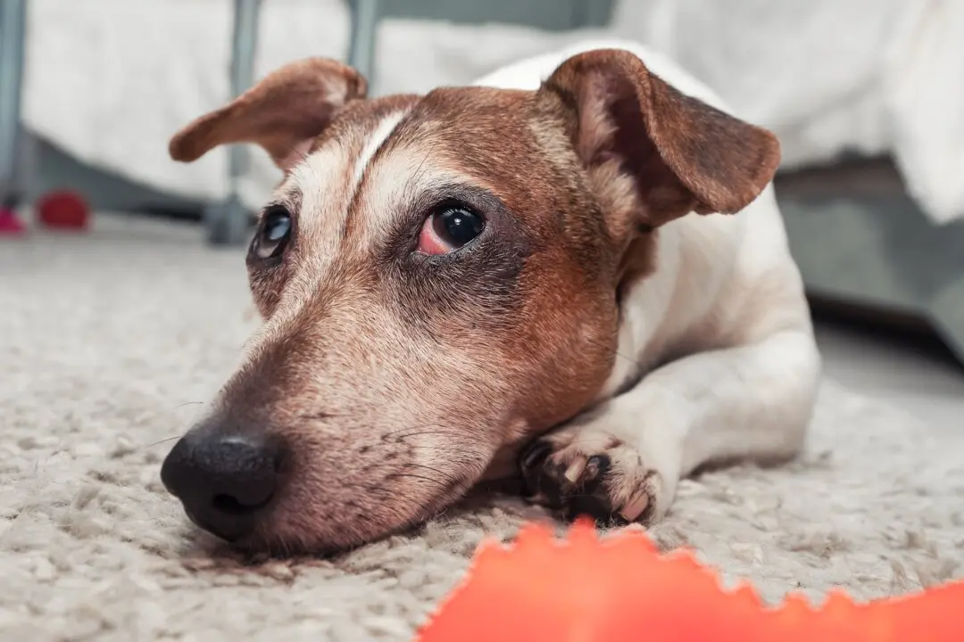 Dog’s Red Eye Needs Immediate Care