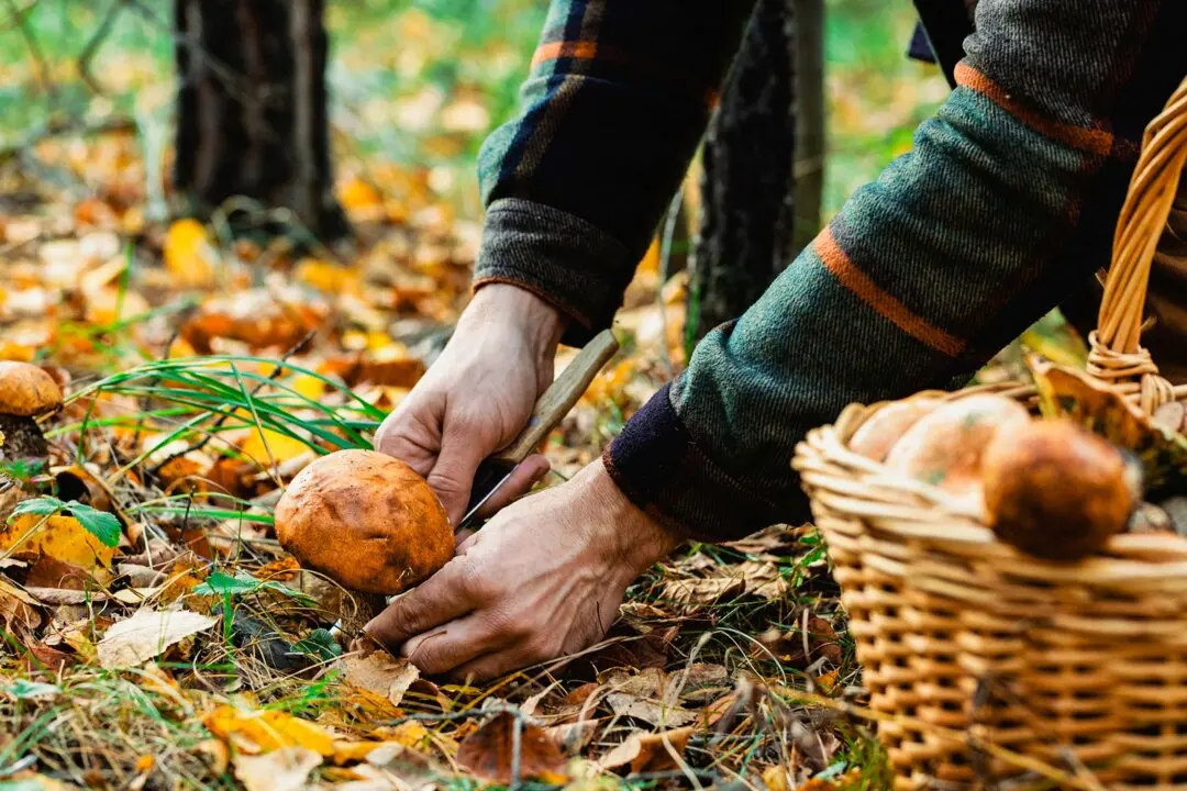 Foraging: Your Guide to Reconnecting With Nature