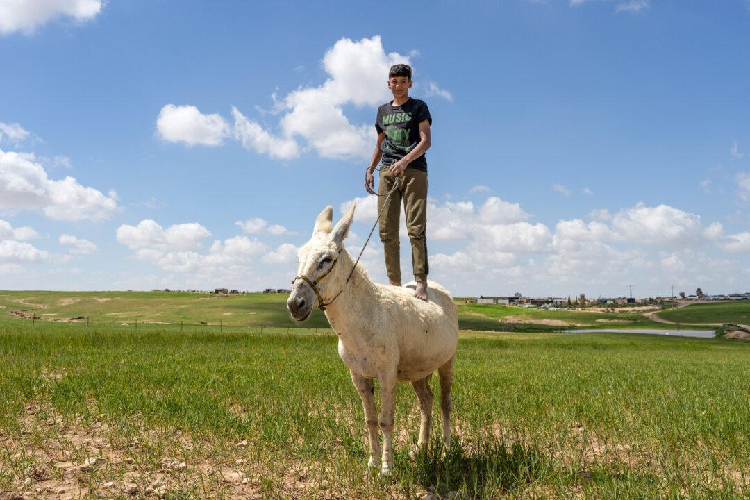 A Bedouin boy stands on a donkey in the Bedouin village of Al-Fura, Israel, on March 30, 2026. (Erik Marmor/Getty Images)