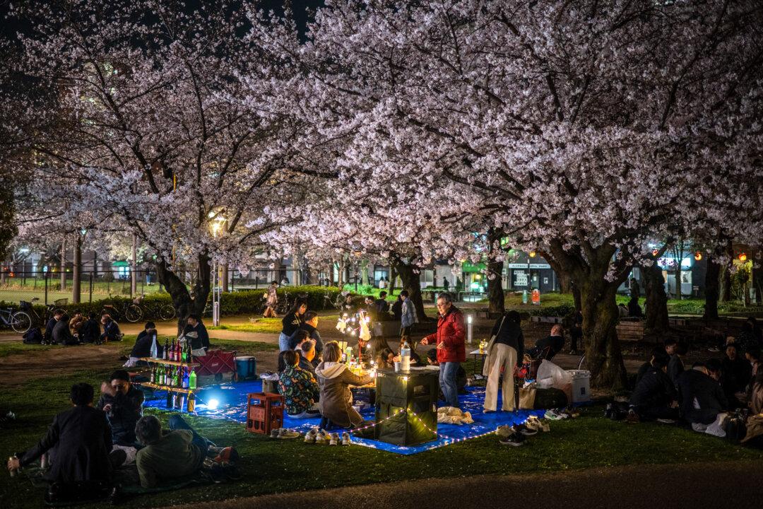 People gather for cherry blossom viewing, also known as "hanami", at Kinshi Park in Tokyo on March 30, 2026. (Philip Fong / AFP via Getty Images)