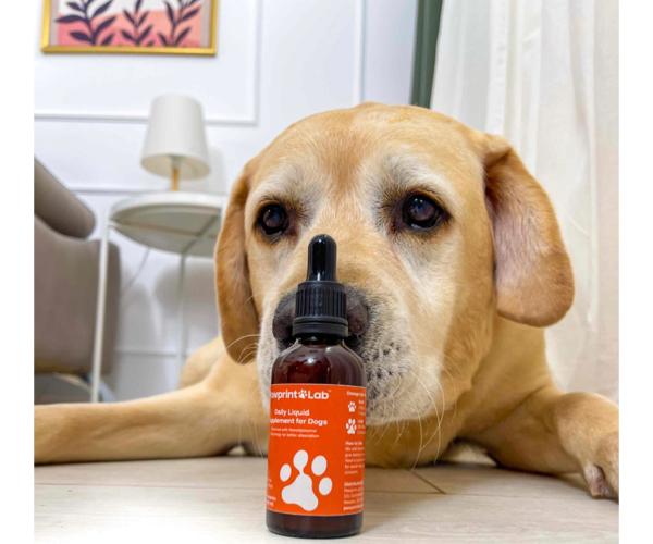 Dog Owners Choose PawPrint Protocol to Reverse Their Dog's Aging