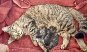 The Kitten in the Engine Didn’t Survive by Accident