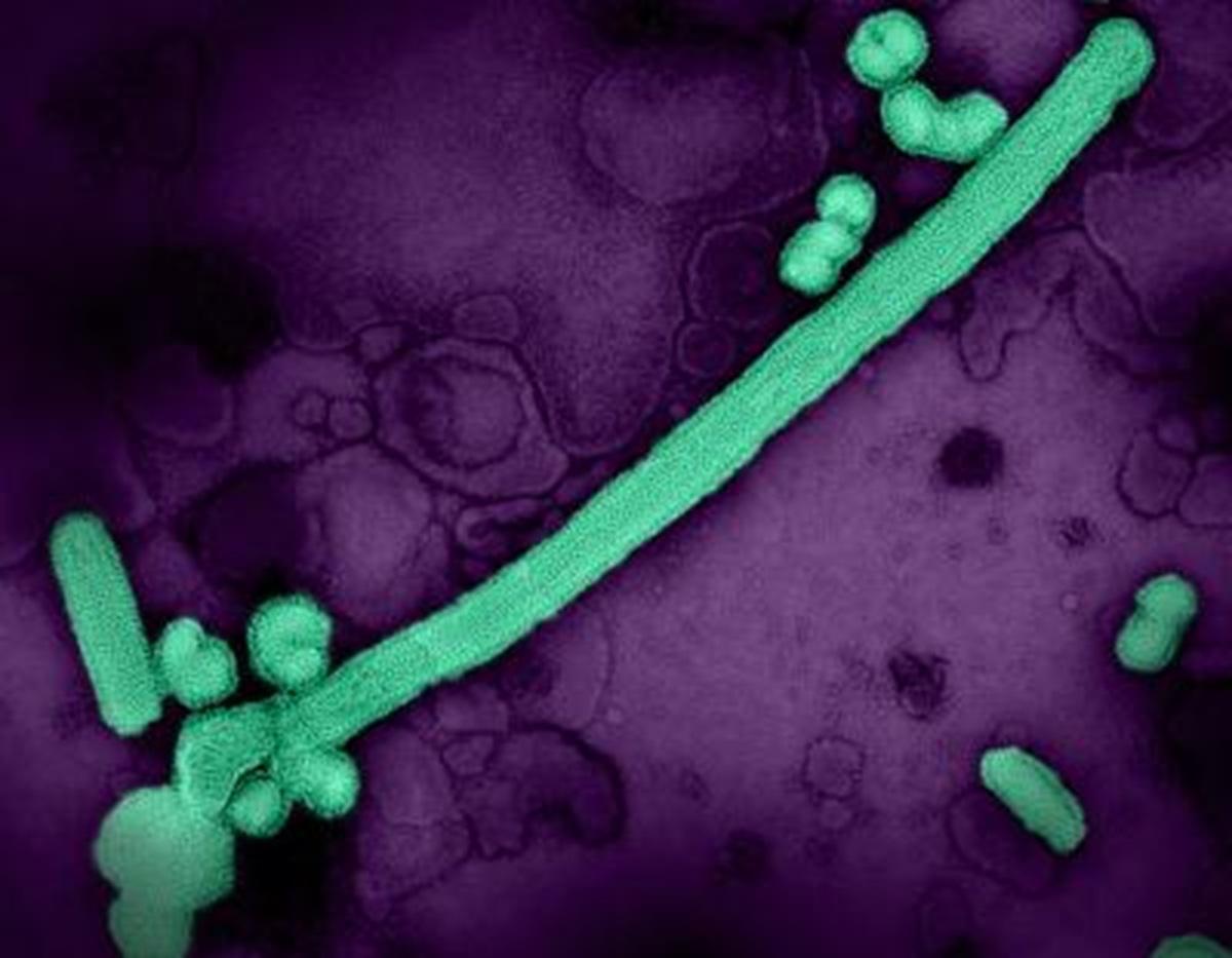 Influenza Season Winding Down, CDC Data Indicate