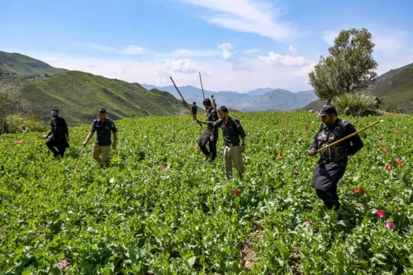 Day in Photos: Illegal Poppy Cultivation, Trump’s Update on Iran, and Morris Dancers