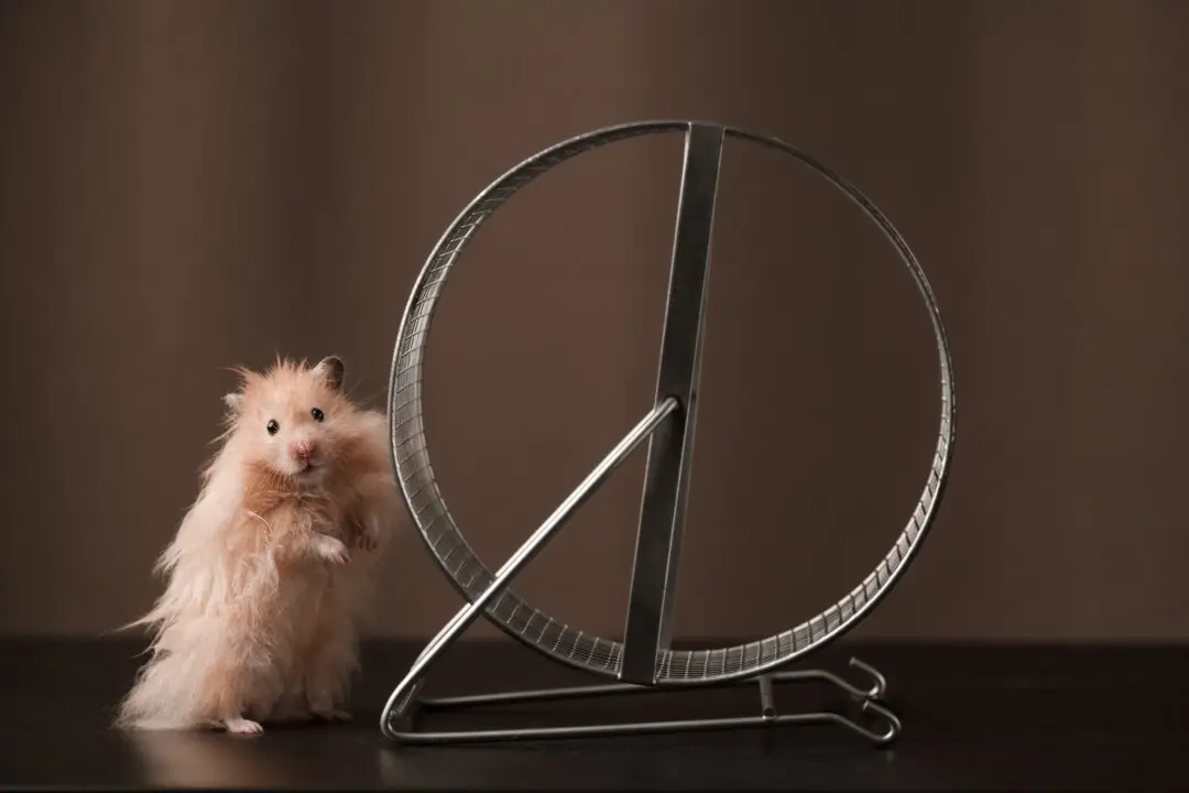 Hamsters Prefer Large, Metal Exercise Wheels