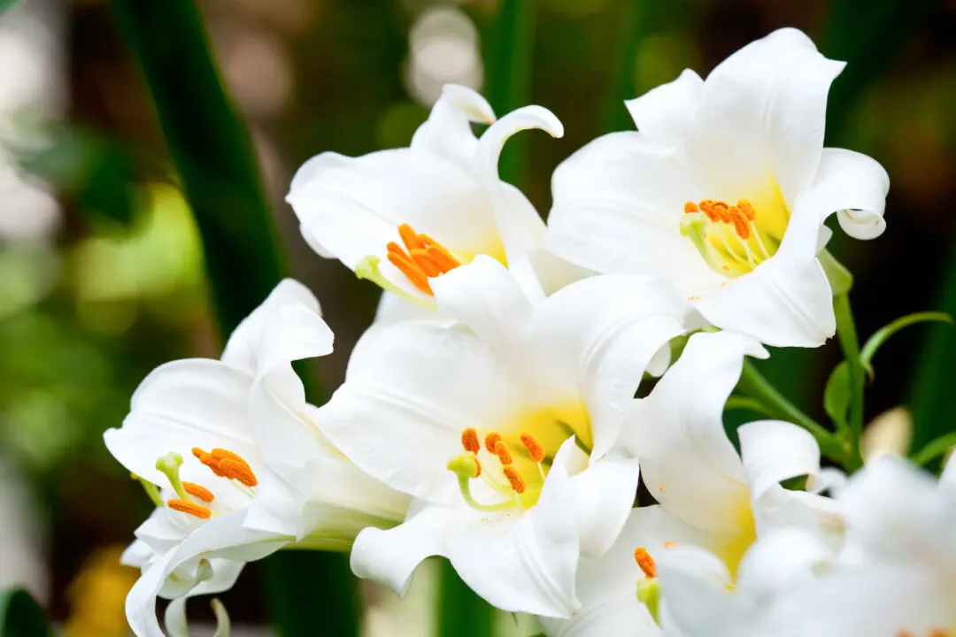 Buy an Easter Lily Now
