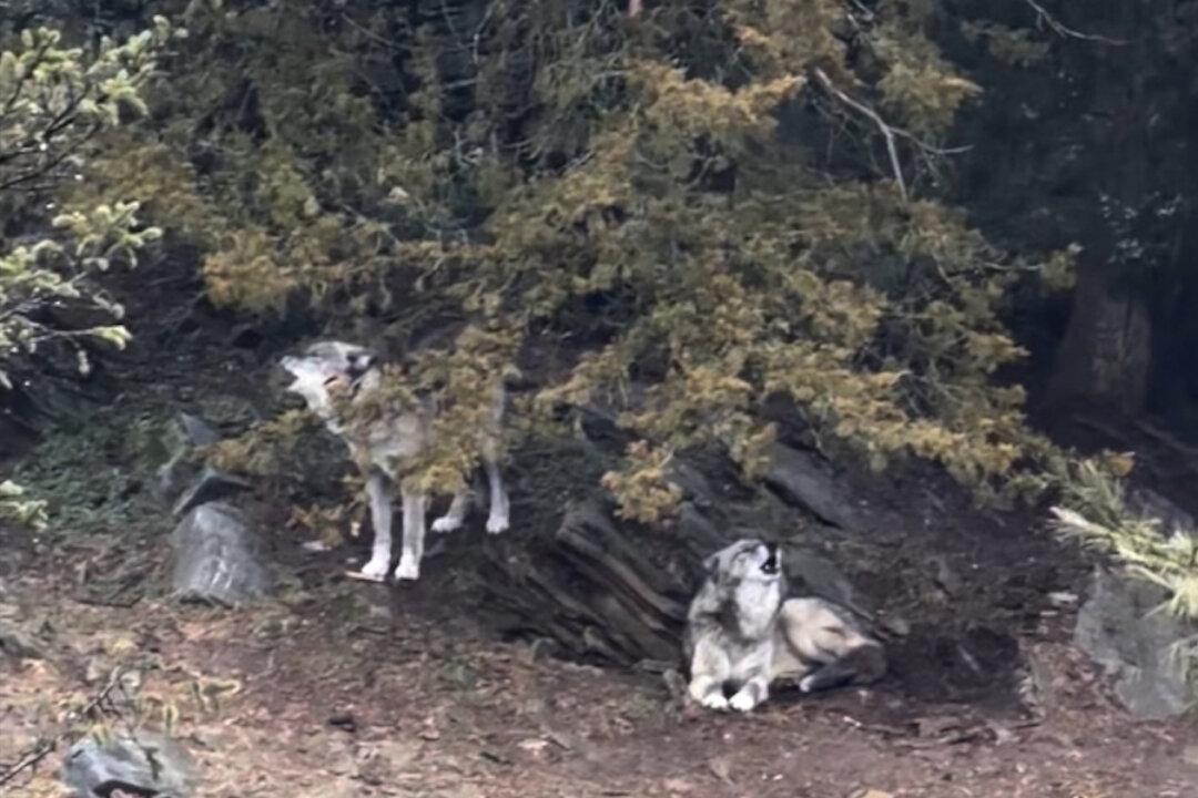 Parents Charged After Toddler Slips Into Wolf Area and Gets Hurt at Hersheypark Zoo