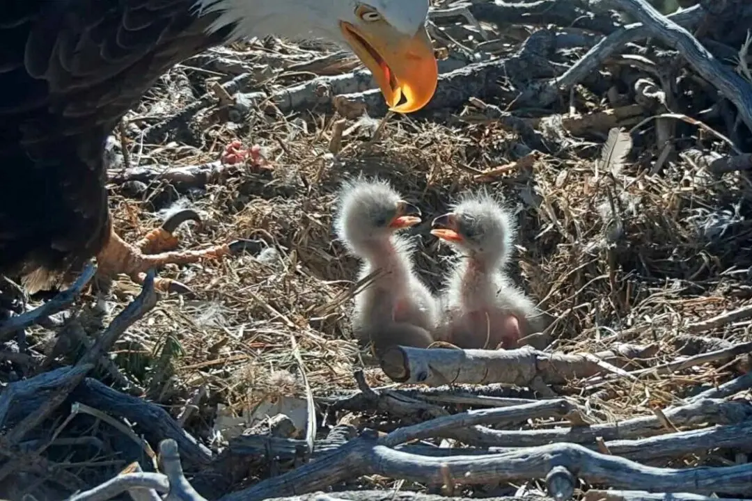 VIDEO: Nest Cam Shows Famed California Bald Eagle Pair’s Chicks Hatch, Delighting Thousands of Fans