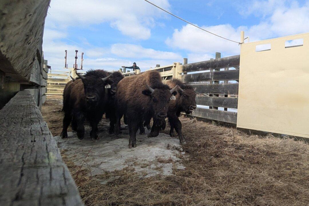 44 Elk Island Wood Bison Moved to Alaska as Part of Conservation and Repopulating Efforts