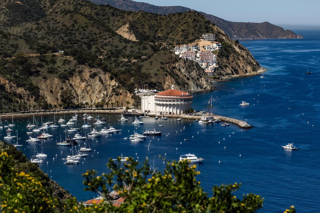 Plan to Cull All Deer on a California Island Is Dividing Conservationists