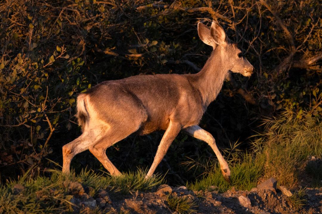 A mule deer wanders into the brush outside of Avalon, Calif., on March 17, 2026. (John Fredricks/The Epoch Times)