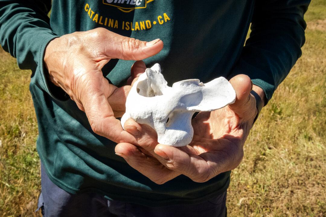 (Top) William Flickinger drives along a dirt road outside Avalon, Calif., on March 18, 2026. A hunter and Catalina Island resident for 38 years, Flickinger opposes the conservancy’s eradication plan, saying it would end hunting, eliminate a source of “clean” venison, and limit opportunities to teach younger people how to hunt. (Bottom) A hunter holds a deer bone outside of Avalon, Calif., on March 18, 2026. (John Fredricks/The Epoch Times)