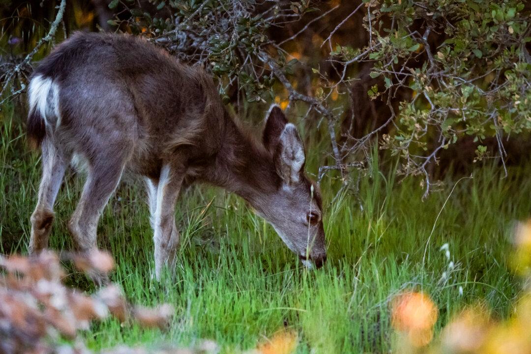 Plan to Cull All Deer on a California Island Is Dividing Conservationists